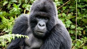 rwanda